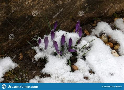 Purple Crocuses Grew Under The Snow In The Spring Stock Photo Image