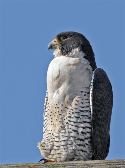 Calphotos Falco Peregrinus Ssp Anatum Peregrine Falcon
