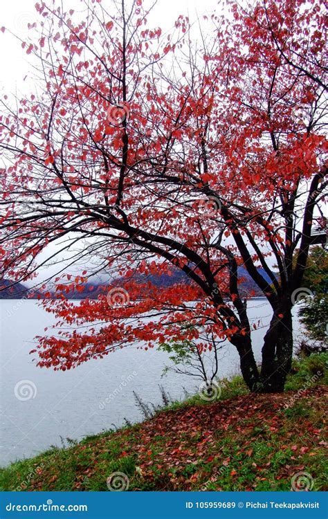 Colorful Forest At The Lakeside In Autumn Stock Image Image Of Green