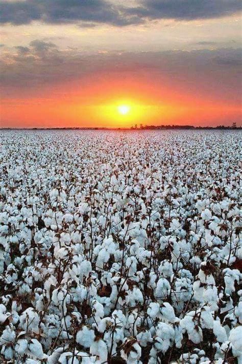 İbret-i İnci - pamuk tarlası mı ihram giymiş hacı kafilesi...