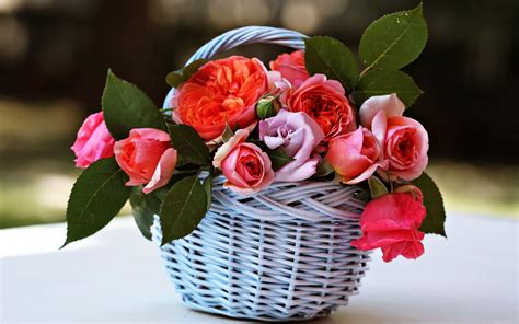Basket Beauty Emotions Flowers Gardens Life Love