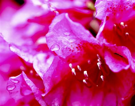 Free Images Blossom Dew Light Flower Petal Bloom Red Pink