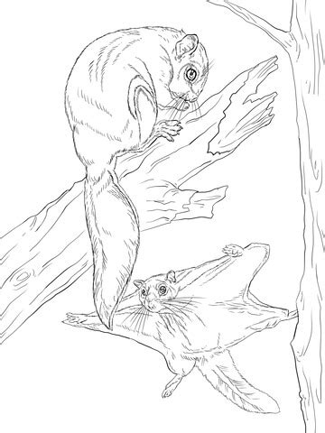 northern flying squirrel coloring page supercoloringcom