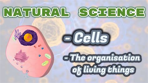 🦠 Cells And Levels Of Organization Of Living Things Primary Grade 5