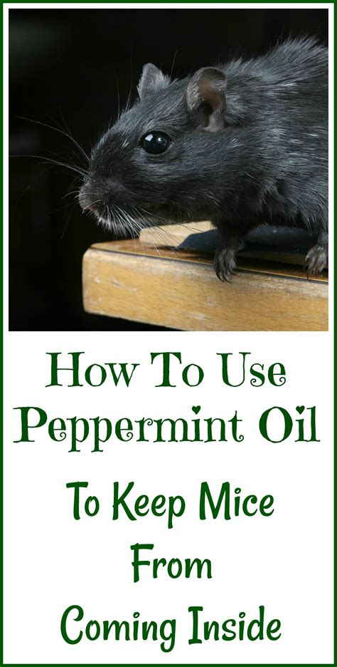 How To Use Peppermint Essential Oil To Potentially Keep Mice From