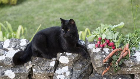 These steps will reduce chances that your cat will eat leftover pesticides or chemicals on the outside of the carrots and get rid of any choking hazards. the green