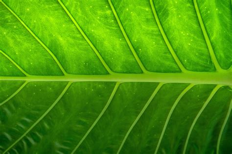 Leaf Texture Royalty Free Stock Photo