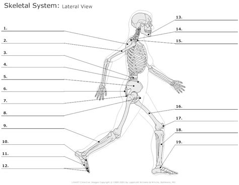 14 Best Images Of Muscle Labeling Worksheet High School Muscular System Diagram Worksheet