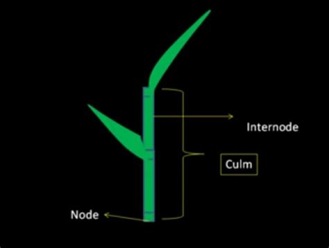 Parts Of Rice Plant And Its Function