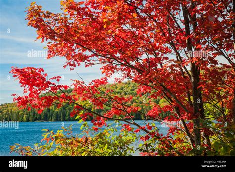 Fall Maple Tree With Red Autumn Foliage On Calm Blue Lake Shore In