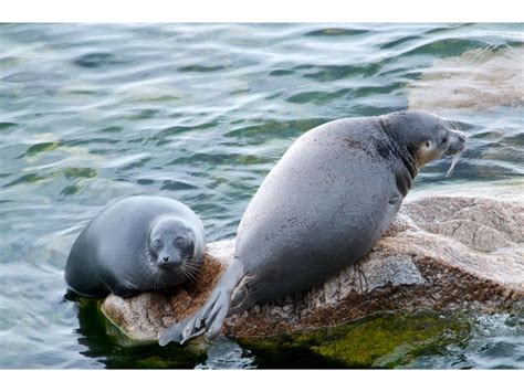 Ringed Seals Characteristics Habitats Reproduction And More
