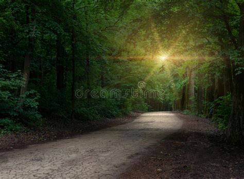 Dark Forest Road In The Autumn Forest Stock Image Image Of Beautiful