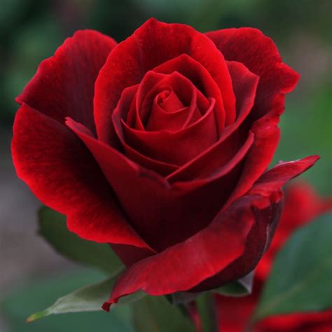 Rose - Bulgarian (Red) Absolute - Medicine Flower