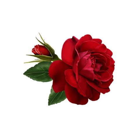 Psd Detail Red Rose Official Psds Roses Rouges Art Floral Fleur