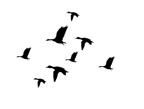 A Flock Of Birds Flying Across A White Sky