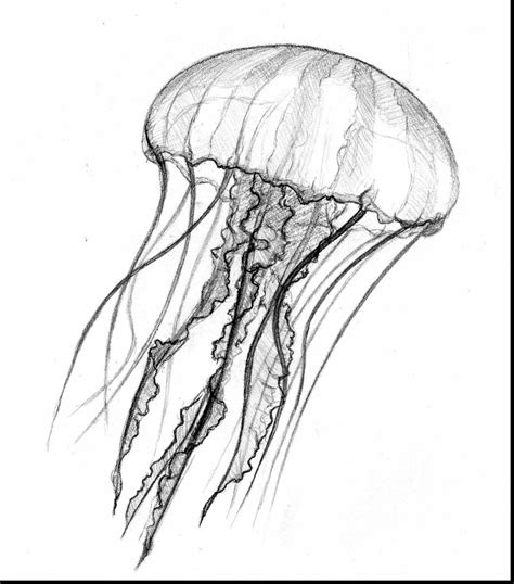 Creative How To Draw A Jellyfish Sketch Drawing For Kindergarten