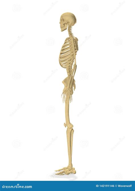Human Skeleton Side Profile 3d Rendering Stock Illustration