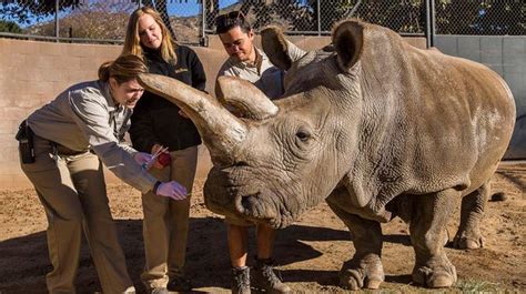 Endangered White Rhino Dies At San Diego Zoo Leaving Just Three