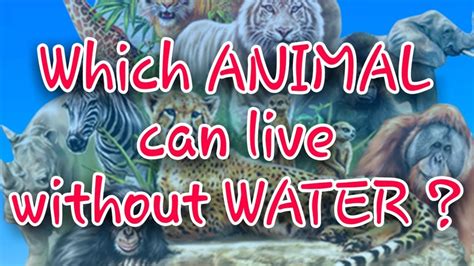Which Animal Can Live Without Water General Knowledge Questions For