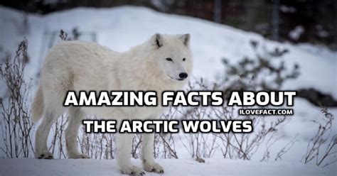 Amazing Facts About The Arctic Wolves You Should Know I Love Facts