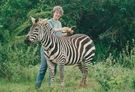 The mountain variety lives in rocky. There's Compelling New Evidence in The Ongoing Debate Over Why Zebras Have Stripes