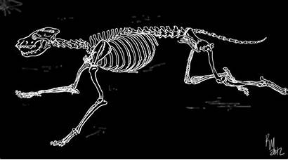 Skeleton Wolf Running Animation Bones Animal Dog