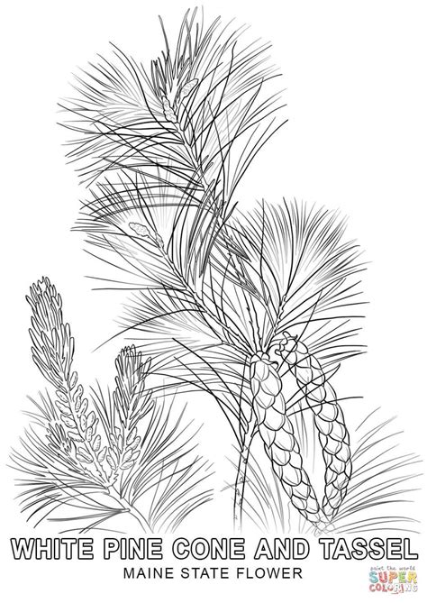 Review the links that complement the coloring pages for additional fun activities. Maine State Flower coloring page | Free Printable Coloring ...