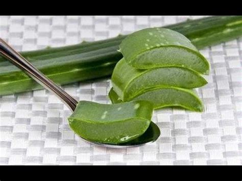 Selain menggunakan obat modern yang sudah banyak terdapat di toko obat, banyak juga obat bisul alami cepat sembuh yang dapat membantu mengobati bisul. KETAHUILAH!! Inilah Obat Bisul Tradisional Paling Mujarab ...