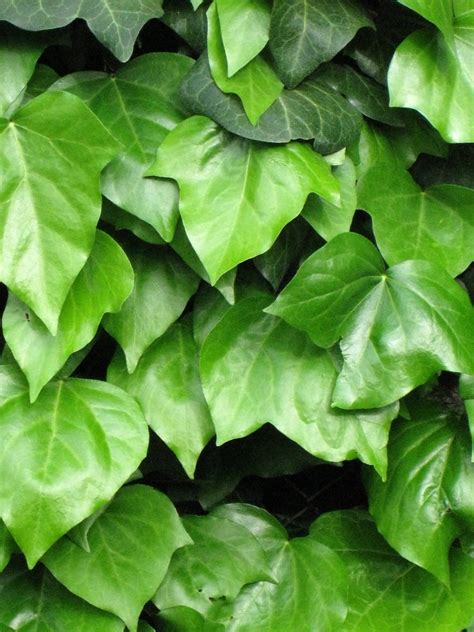 ivy, climbing plant... 2 Free Stock Photo | FreeImages