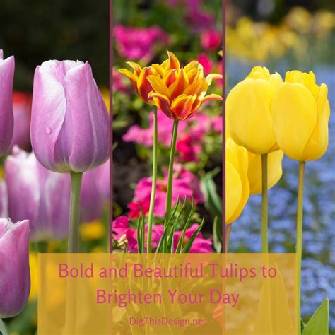 Bold And Beautiful Tulips To Brighten Your Day Dig This Design