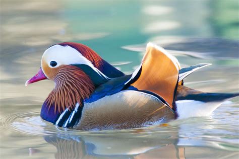 8 Colorful Facts About Mandarin Ducks