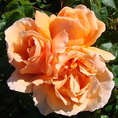 Check spelling or type a new query. Just Joey - Colin Gregory Roses Ltd, Lincolnshire