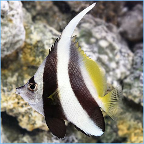 We did not find results for: Heniochus Black & White Butterflyfish or Longfin ...
