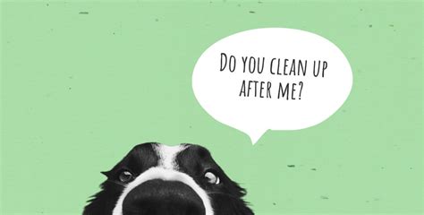 Dog Poop Clean Up 11 Tips To Make Your Life Easier Poopail