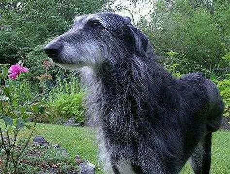 Deerhound puppies will take you on a wild ride before they reach a gentle and laidback. Scottish deer hound | Dogs and puppies, Deerhound ...