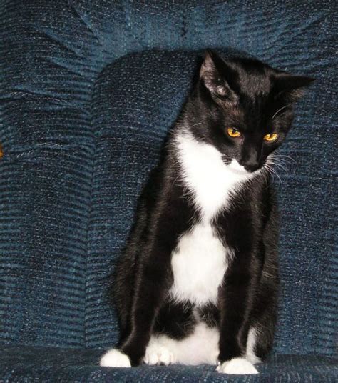 7 Pawsitively Fascinating Facts About Tuxedo Cats Cat Pics Cats