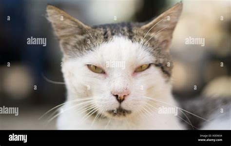 Serious Cat Hi Res Stock Photography And Images Alamy