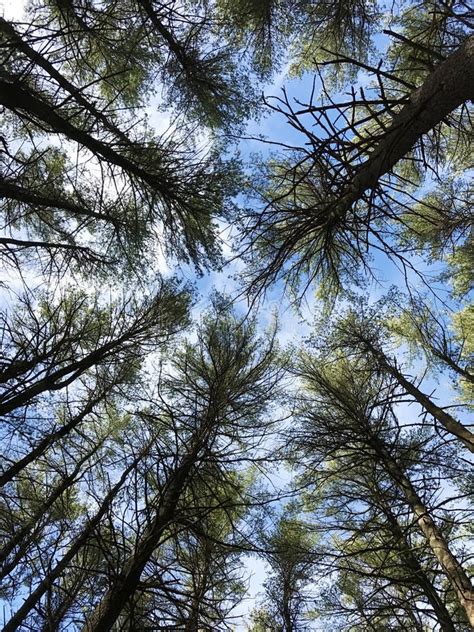 Looking Up Into The Pines Stock Photo Image Of Forrest 90840532