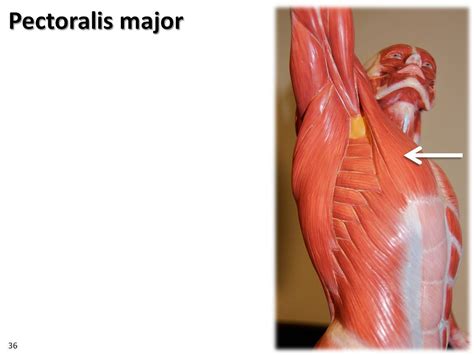 Pectoralis Major Dyanmic Pose Muscles Of The Upper Extr Flickr