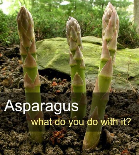Change the water as it gets cloudy to keep the asparagus perky and fresh. Asparagus - Ways to preserve and prepare - recipes ...