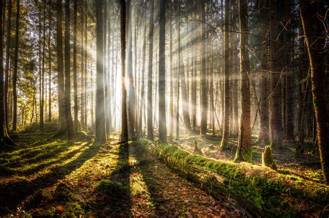 Light Through Trees Enormous Glow Tree Photography Forest