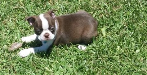 She has a good pedigree , good health and has a lovely temperament. Boston Terrier Puppies For Sale | Oregon City, OR #261867