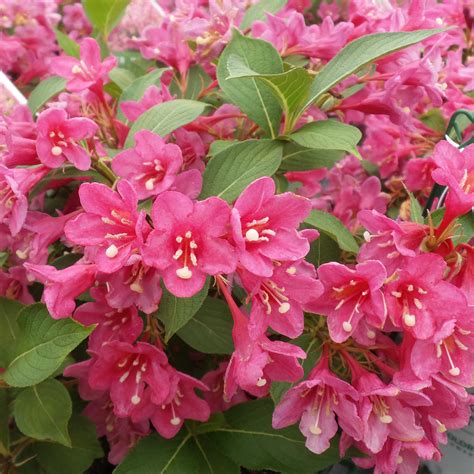 78 Pink Flowering Bush Weigela Télécharger Télécharger Unique Photopng