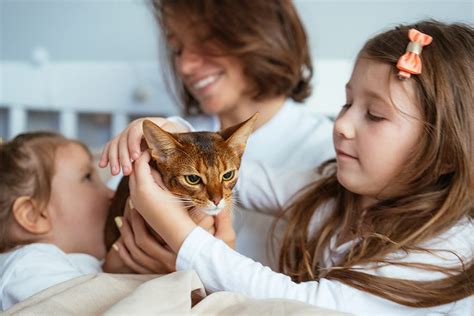 Beginners Guide To Owning A Cat Cat Sitter Toronto Inc
