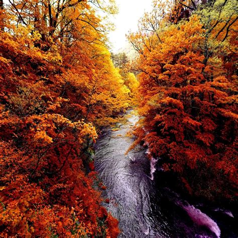 Autumn Forest River Autumn Forest Forest Wallpaper River