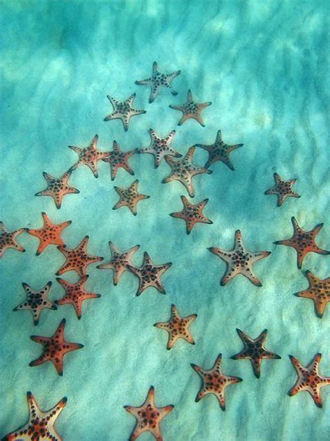 Pin On Starfishes