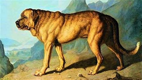 Extinct Dog Breeds That You Never Knew Existed Pawsome Clips