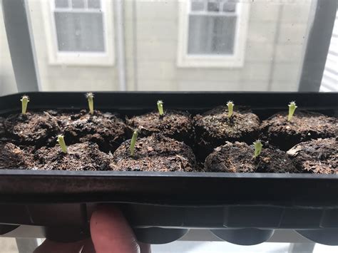 Has your moon cactus been overwatered? Cactus growers, how do you know when your San Pedro babies ...