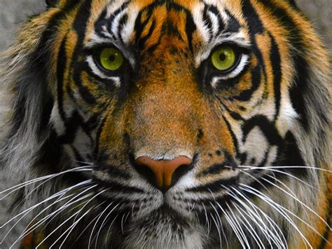 Pin By Ariel Thilly On Loeil Du Tigre The Eye Of Tiger Zoo Animals