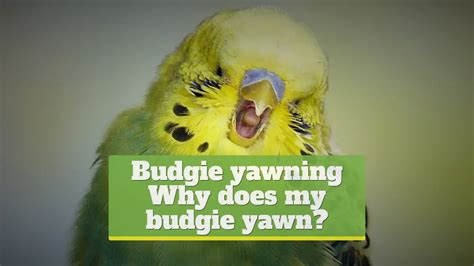 Budgie Yawning Why Does My Budgie Yawn